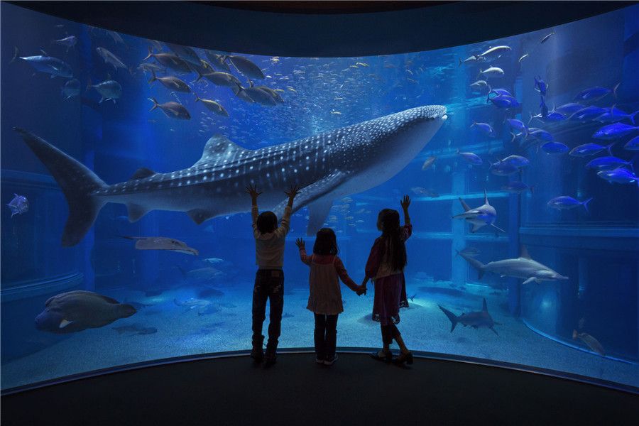 開水族館需要什么手續(xù)（開設(shè)水族館需要什么手續(xù)）