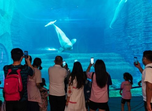 開水族館需要什么手續(xù)（開設(shè)水族館需要什么手續(xù)） 水族館百科（水族館加盟） 第4張