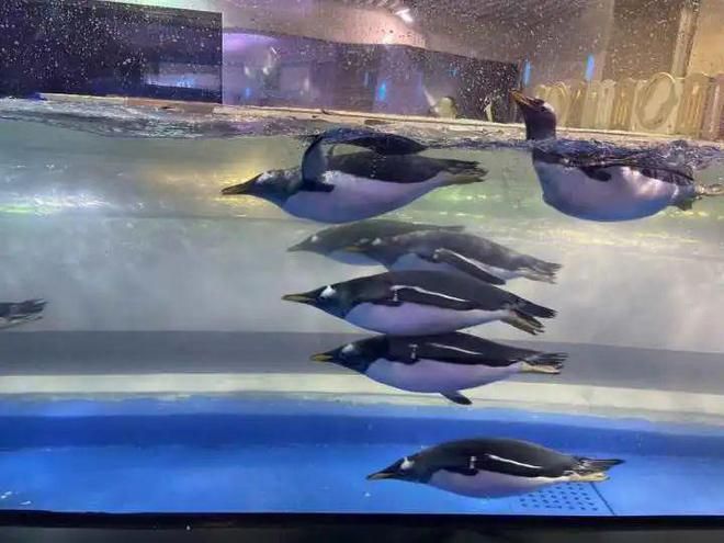 開水族館需要什么手續(xù)（開設(shè)水族館需要什么手續(xù)） 水族館百科（水族館加盟） 第5張