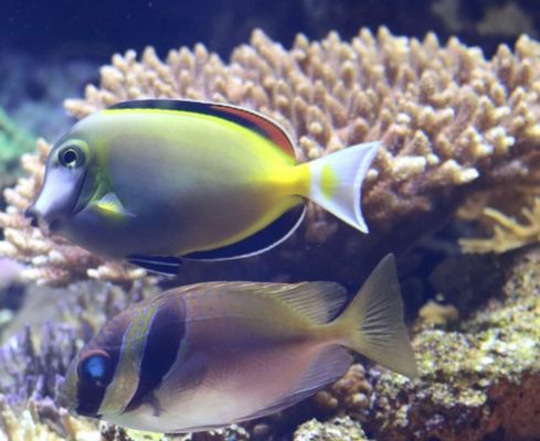 經(jīng)營水族館需要多少錢（水族館裝修風(fēng)格案例分享水族館裝修風(fēng)格案例分享） 水族館百科（水族館加盟） 第4張