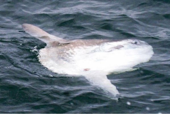 水族館中的魚算不算一個(gè)種群（《和平精英》水族館中的魚是否算作一個(gè)種群，這是一個(gè)值得探討的問題） 水族館百科（水族館加盟） 第4張