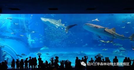 水族館工作人員是多少工資（水族館工作人員工資待遇如何）