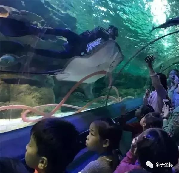 水族館工作人員是多少工資（水族館工作人員工資待遇如何）