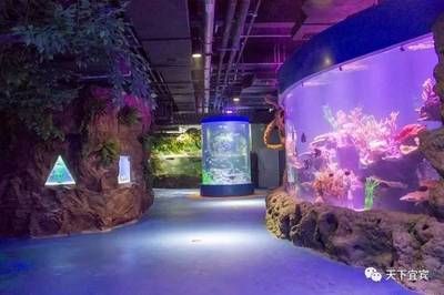 水族館制作廠家有哪些地方（水族館制作廠家）