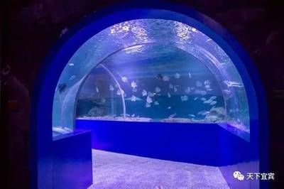 水族館制作廠家有哪些地方（水族館制作廠家） 水族館百科（水族館加盟） 第5張