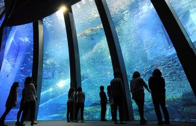 開一個(gè)水族館大概需要多少錢（開一個(gè)水族館需要多少錢？） 水族館百科（水族館加盟） 第4張