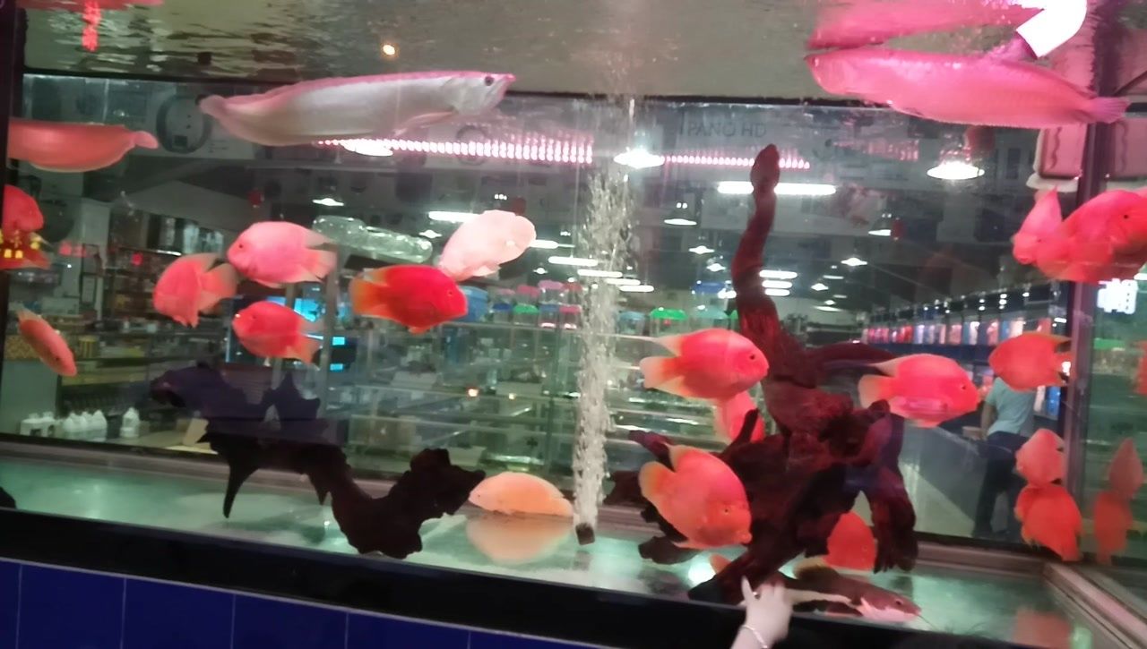 開一間水族館大概要多少錢（開一間水族館的成本因地區(qū)、規(guī)模和設(shè)施而異開設(shè)一間水族館）