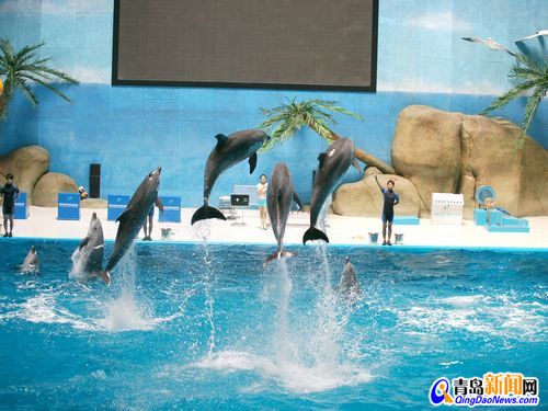 開一家水族館能掙錢嗎多少錢（開一家水族館所需成本、盈利方式以及經(jīng)營策略） 水族館百科（水族館加盟） 第4張