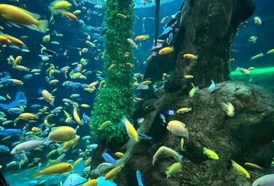 十大水族館（上海海洋水族館、上海海洋水族館、上海海洋水族館）