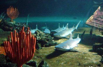 水族館里面都有什么（參觀水族館的最佳季節(jié)）