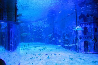 水族館算什么行業(yè)（中國水族館行業(yè)發(fā)展趨勢） 水族館百科（水族館加盟） 第5張