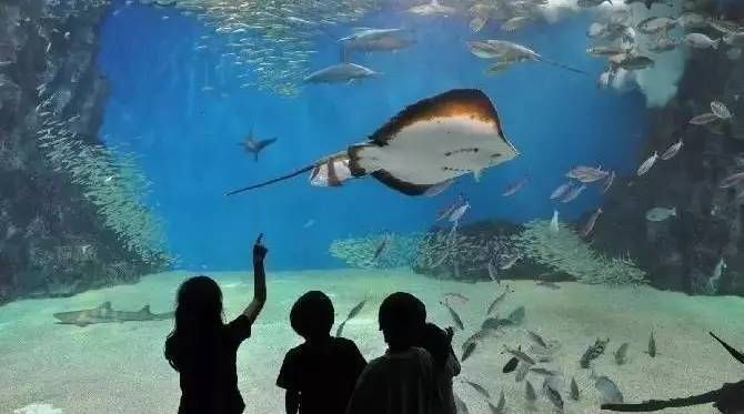 最好玩的水族館（上海海洋水族館親子活動上海海洋水族館親子活動）