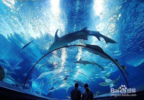 水族館生意怎么做賺錢（加盟水族館的優(yōu)勢）