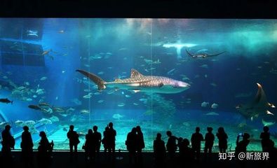 水族館的工作崗位（水族館工作崗位包括了從基礎維護到高級研究的各種角色）