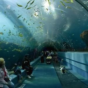 水族館干啥的?。ㄋ屦^在環(huán)保宣傳中的作用）