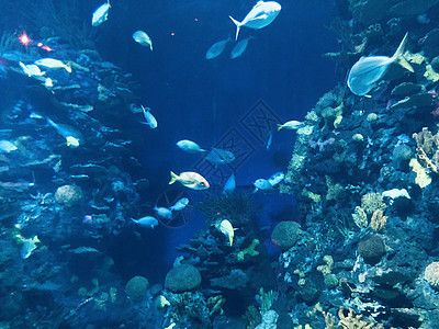 水族館門(mén)票圖片大全（水族館門(mén)票圖片大全詳情） 水族館百科（水族館加盟） 第5張