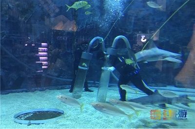 水族館店員都做什么活動（水族館店員培訓(xùn)） 水族館百科（水族館加盟） 第4張