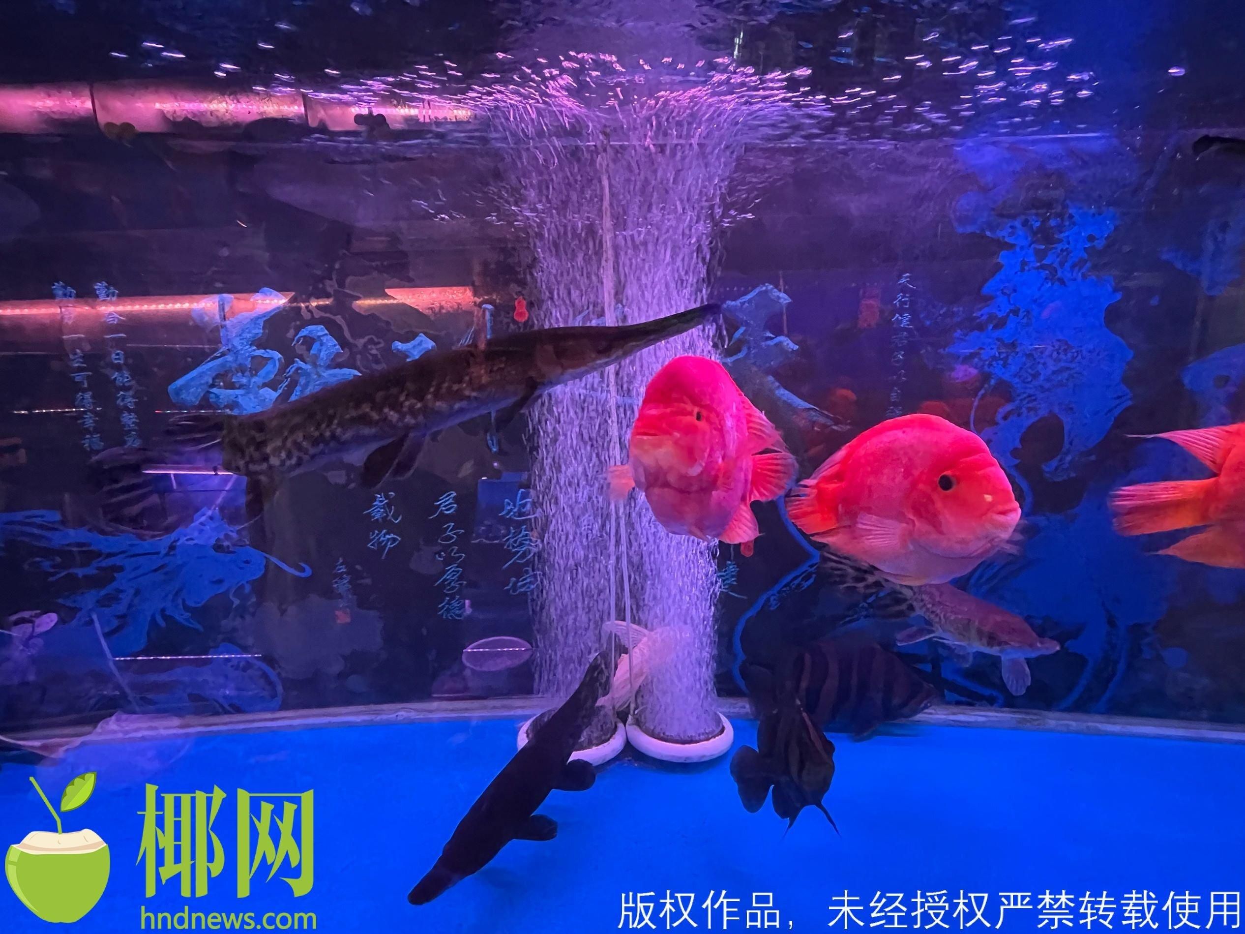 水族館店員都做什么活動（水族館店員培訓(xùn)） 水族館百科（水族館加盟） 第5張