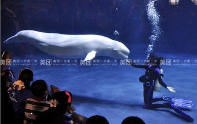 水族館推薦（探索海洋奧秘——精選全球水族館）