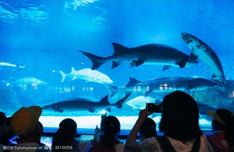 水族館是干嘛的（水族館不僅是一個(gè)讓人們欣賞水生生物美麗的地方，也讓人們欣賞） 水族館百科（水族館加盟） 第3張