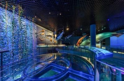 水族館是干嘛的（水族館不僅是一個(gè)讓人們欣賞水生生物美麗的地方，也讓人們欣賞） 水族館百科（水族館加盟） 第4張