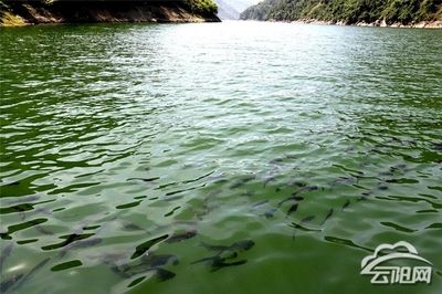 什么魚能跟雷龍魚混養(yǎng)（如何選擇一種既能與雷龍魚和平共處，又能滿足自己觀賞需求的魚類） 水族問答 第1張