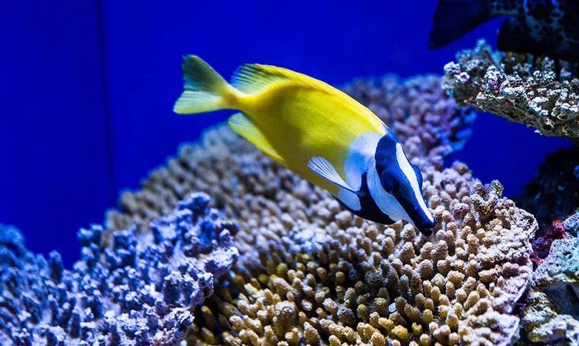 水族館的門票（上海海洋水族館會員福利介紹） 水族館百科（水族館加盟） 第4張