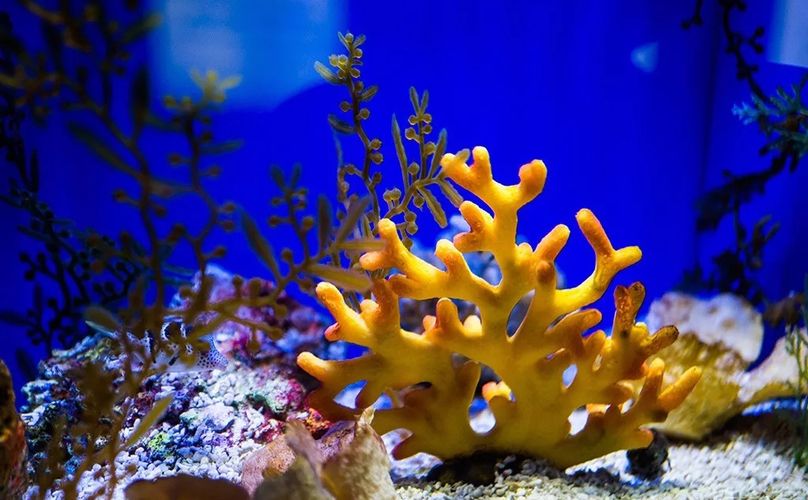 水族館的門票（上海海洋水族館會員福利介紹） 水族館百科（水族館加盟） 第5張