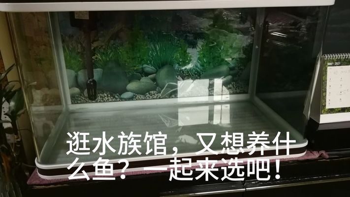 水族館一般賣什么魚類（水族館如何模擬亞馬遜生態(tài)）