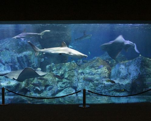 水族館成本（開設(shè)一個水族館涉及的成本包括前期籌備費(fèi)用和日常運(yùn)營成本） 水族館百科（水族館加盟） 第5張