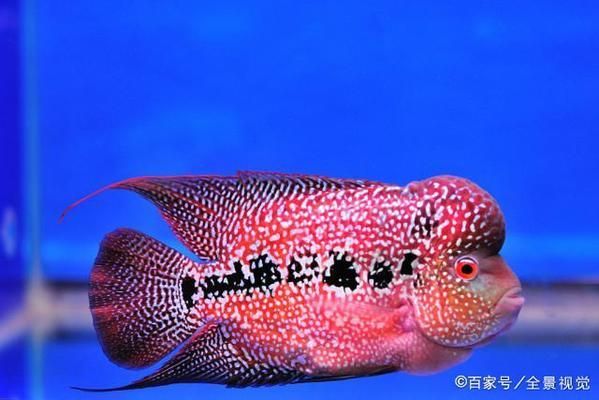 水族館一年能賺多少錢?。ㄋ屦^年收入如何計(jì)算？）