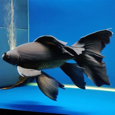 水族館魚種類介紹視頻（上海海洋水族館瀕危物種保護措施上海海洋水族館門票價格） 水族館百科（水族館加盟） 第4張