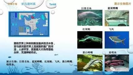 水族館魚種類介紹視頻（上海海洋水族館瀕危物種保護措施上海海洋水族館門票價格） 水族館百科（水族館加盟） 第3張