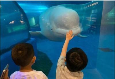 水族館配文（上海海洋水族館特色展覽） 水族館百科（水族館加盟） 第3張