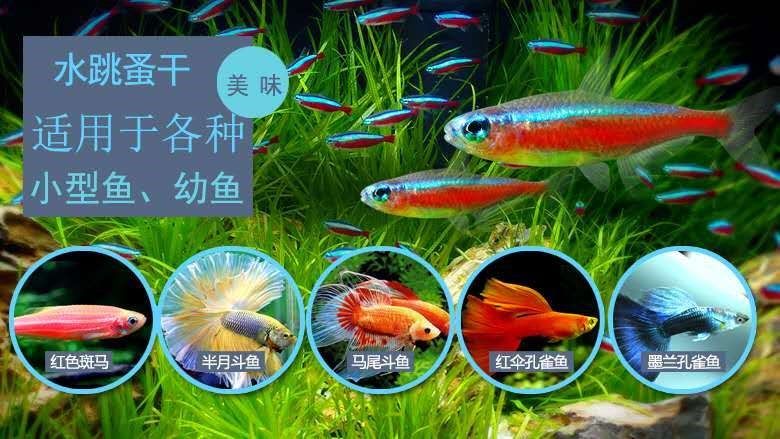 雷龍魚容易死嗎（雷龍魚容易生病嗎，雷龍魚可以活5-10年，飼養(yǎng)者要注意） 水族問答