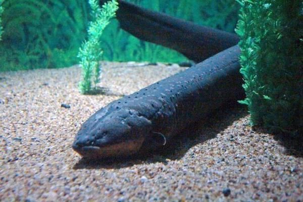 開一家水族館需要些什么證件和手續(xù)（開一家水族館需辦理工商營業(yè)執(zhí)照、稅務登記證和稅務登記證和食品經營許可證） 水族館百科（水族館加盟） 第2張