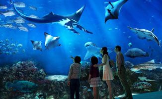 水族館牌子圖片（水族館牌子的設(shè)計(jì)與制作） 水族館百科（水族館加盟） 第5張