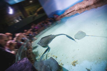 水族館在哪里看動漫（《白沙的水族館》水族館觀看動漫詳情）