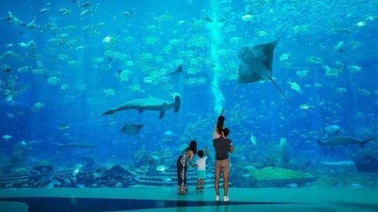 海南哪個水族館最好（三亞亞特蘭蒂斯水族館和?；◢u歐堡酒店水族館是較為知名的景點）