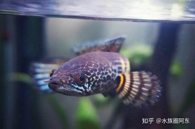 雷龍魚和金魚哪個好養(yǎng)（雷龍魚與金魚混養(yǎng)注意事項） 龍魚百科 第2張