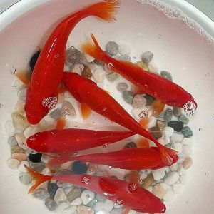 雷龍魚和金魚哪個好養(yǎng)（雷龍魚與金魚混養(yǎng)注意事項） 龍魚百科 第4張