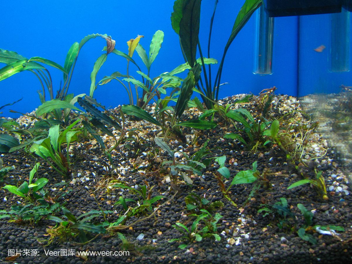 水族館店里買什么花合適一點（水族館水草養(yǎng)護技巧,水草造景搭配指南,水草繁殖方法介紹）