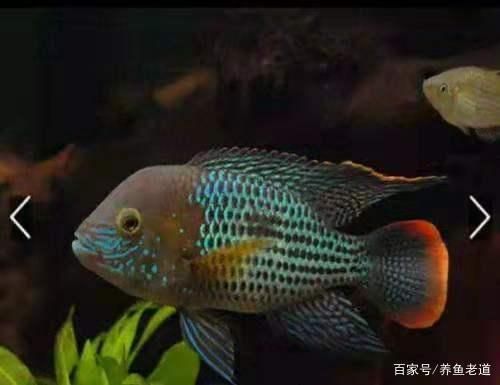 潛水艇魚攻擊性行為的案例 龍魚百科 第4張