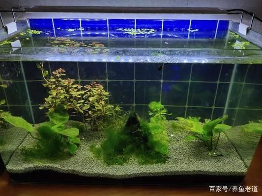 潛水艇魚攻擊性行為的案例