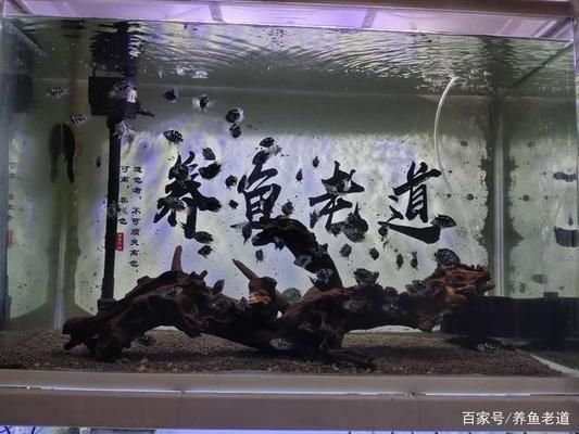 潛水艇魚攻擊性行為的案例