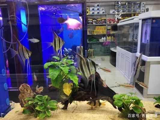 潛水艇魚攻擊性行為的案例 龍魚百科 第5張