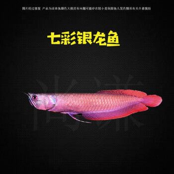 七彩銀龍魚多少錢一條?。ㄆ卟抒y龍魚價(jià)格范圍）