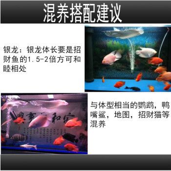 七彩銀龍魚多少錢一條?。ㄆ卟抒y龍魚價格范圍） 龍魚百科 第4張