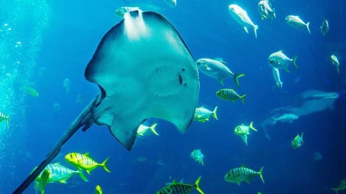 水族館里有什么可愛的魚（水族館中一些可愛的魚類）