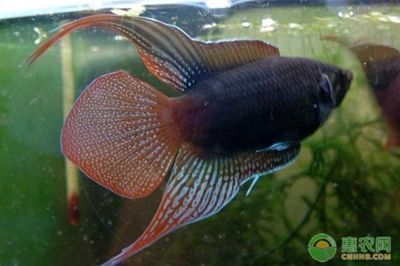 水族館里有什么可愛的魚（水族館中一些可愛的魚類）